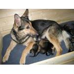 A-kull født 24. mars 2007