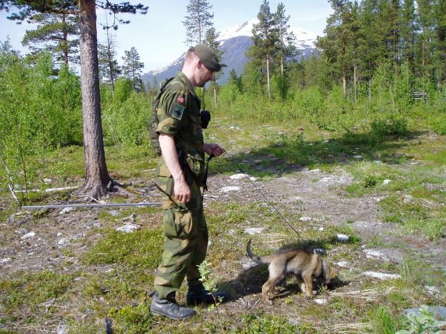 Zepp innlæring spor