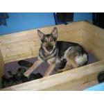 B-kull født 8. august 2008