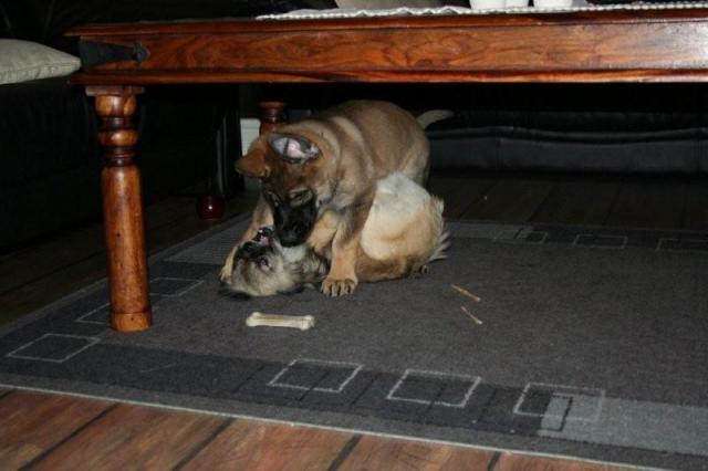 EOS 350D Okt.-Nov. - 2008 022